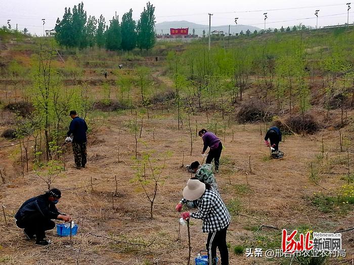 邢台新闻最新事件,邢台最新动态报道