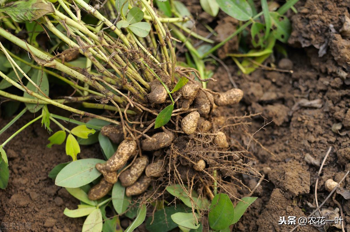 辽宁花生最新价格,辽宁优质花生市场行情持续攀升，最新报价亮眼。