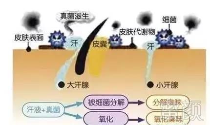 狐臭最新治疗根治法,“突破性狐臭治疗新法亮相媒体”