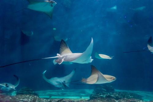 深海水族馆隐藏鱼最新,神秘深海水族馆展映未知鱼类奇观。