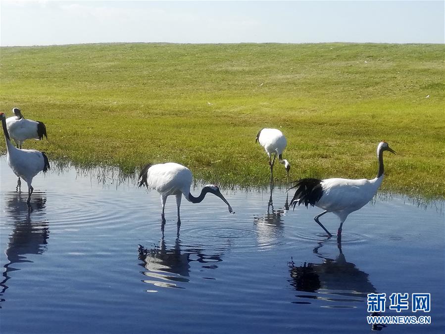 揭开安靖湿地官方最新动态的面纱：探索生态保护与居民生活的深度交融