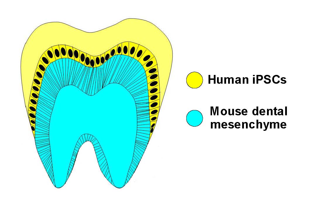 干细胞再生牙最新进展,干细胞技术再生牙齿研究新动态