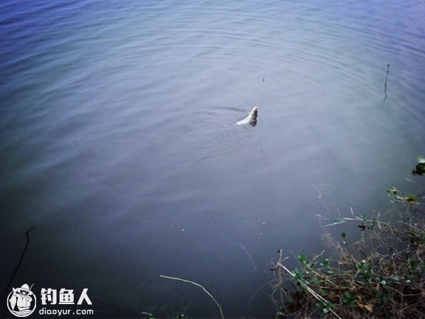 黄鹿水库最新鱼汛｜黄鹿水库捕鱼盛况速报