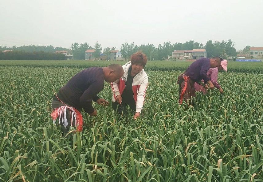 金乡蒜苔喜讯：价格稳中向好，市场行情看涨！